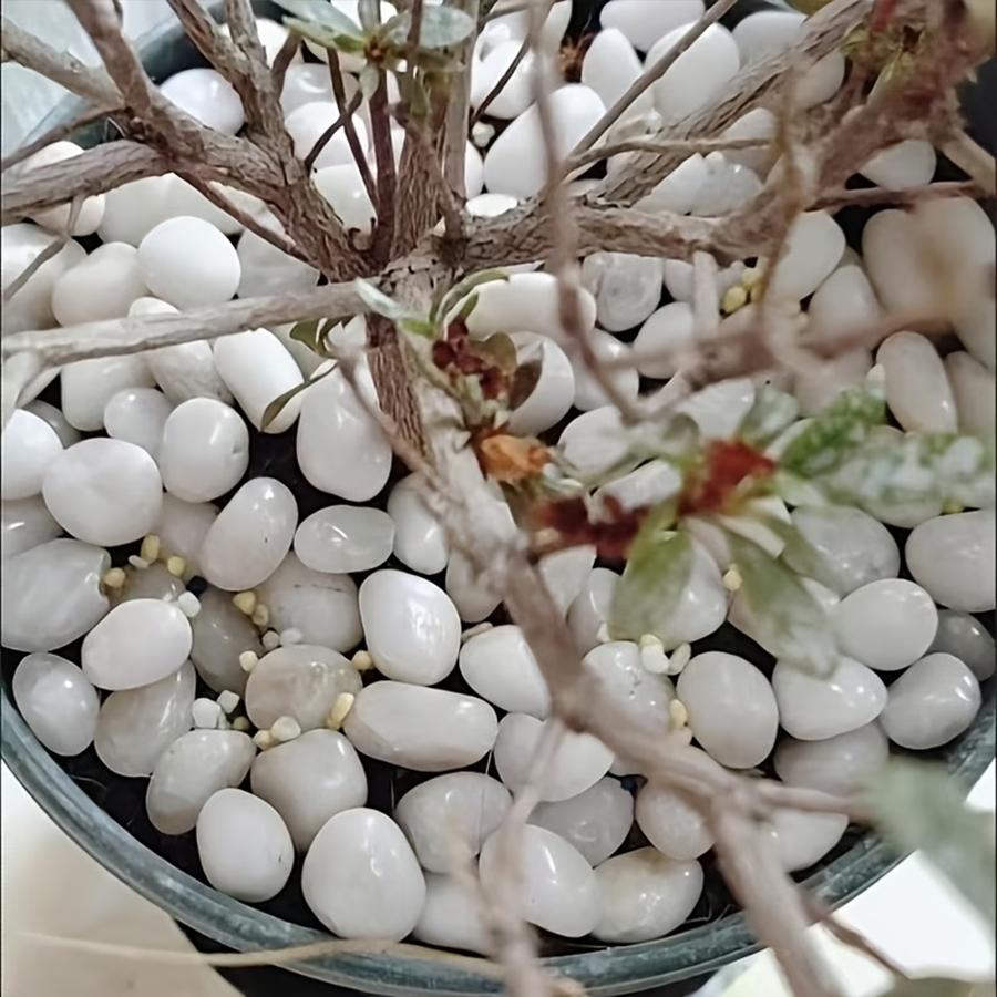 300/600g Polished White Pebble - огляд і ціна Bonsai Rock Garden