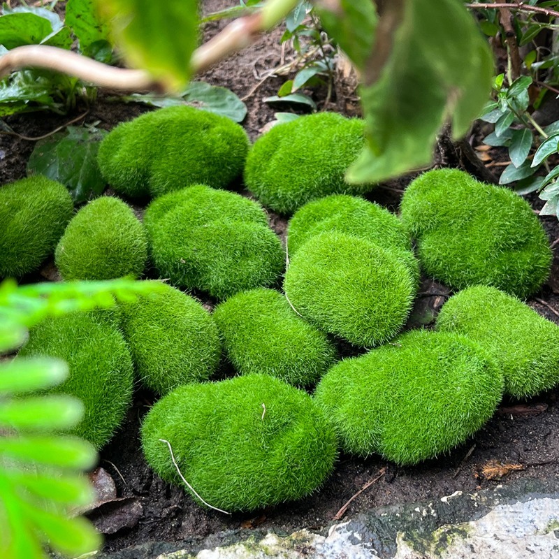 5/30pcs Simulation Moss Stone  - огляд і ціна Bonsai Rock Garden