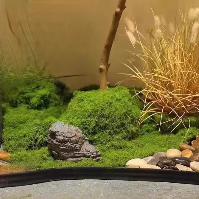 200g Eternal Life Moss DIY Cra - огляд і ціна Bonsai Garden Ideas